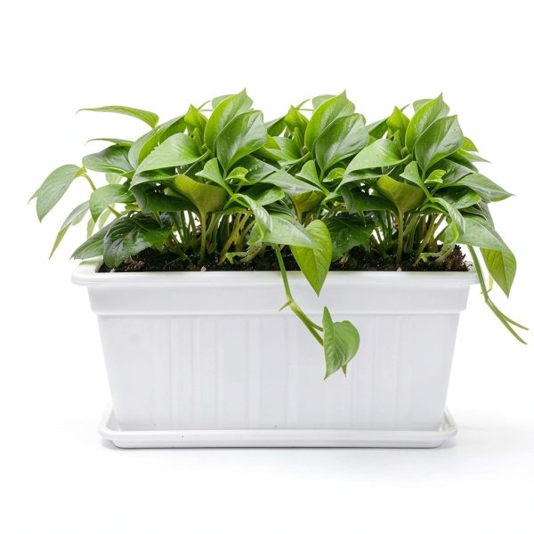 GROWNEER 3 Packs 17 Inches White Flower Window Box Plastic Vegetable Planters Long Pots with 15 Pcs Plant Labels for Outdoor Indoor Windowsill Patio Garden Home Decor Porch-6
