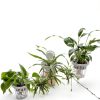 Set of 3 Plastic Window Planter with Suction Cup Holder. Clear Self Watering Window Mounted Plant Pots, Window Sill Planters Extender for Indoor Hydroponic Plants-1