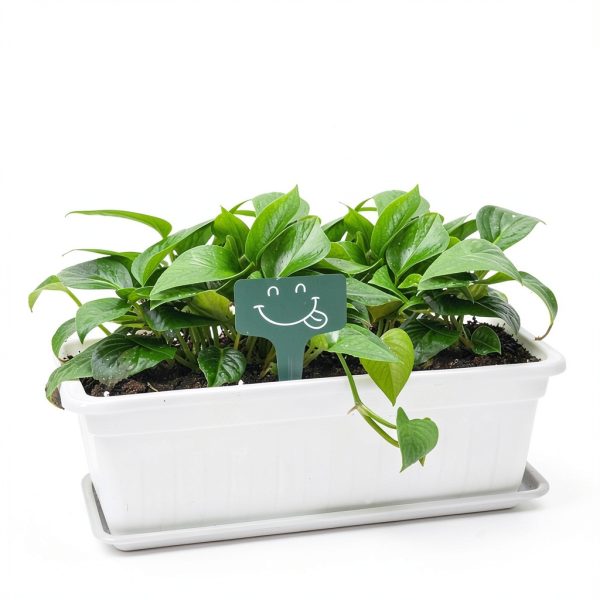 GROWNEER 3 Packs 17 Inches White Flower Window Box Plastic Vegetable Planters Long Pots with 15 Pcs Plant Labels for Outdoor Indoor Windowsill Patio Garden Home Decor Porch-1
